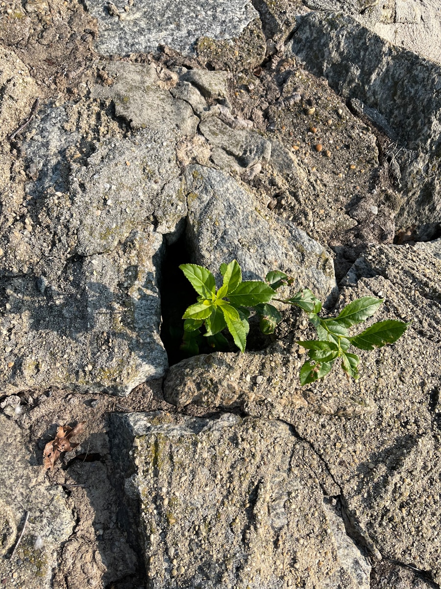 a plant growing out of a rock, resilience