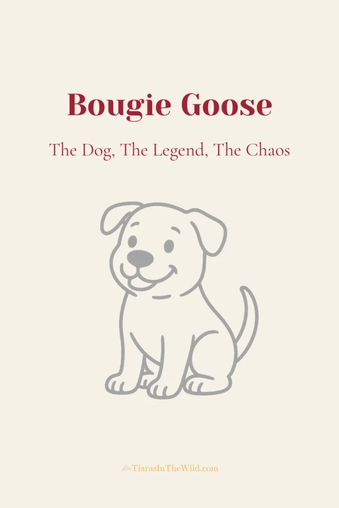 Bougie Goose the pitbull illustrated in fog-gray line art with playful text overlay introducing him as the dog, the legend, the chaos on a soft cream Pinterest graphic.