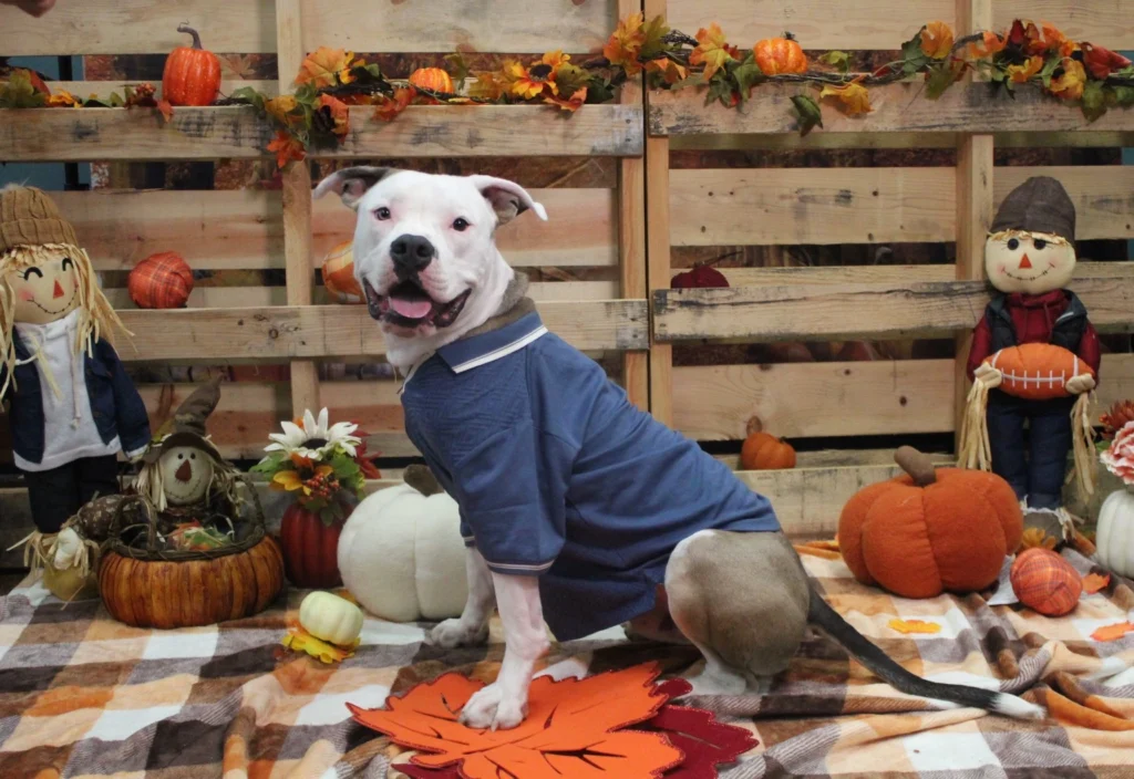 Photoshoot of Goose the pit bull among fall decor.
